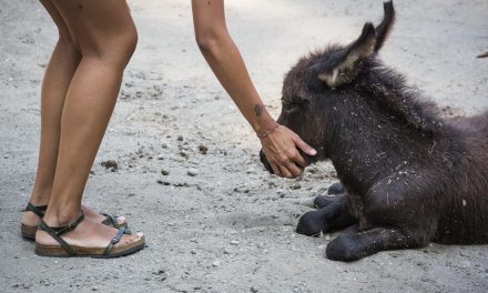 Centro Natura Amica di Gussola, l’Onoterapia