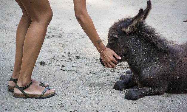 Centro Natura Amica di Gussola, l’Onoterapia