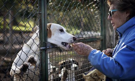 Associazione amici animali di Viterbo