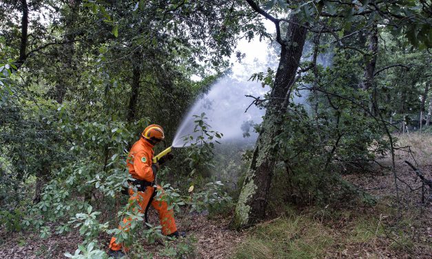 Natura, i paladini del bosco