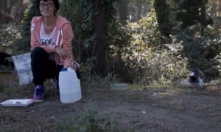 Volontari OIPA, la via dei gatti