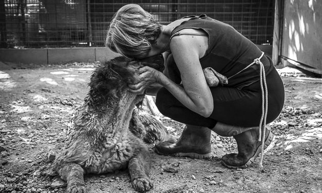 Raccolta mangime per cani, tutti diamo una mano