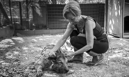 Raccolta mangime per cani, tutti diamo una mano