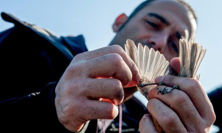 Protezione animali, vi racconterò di Herakleia