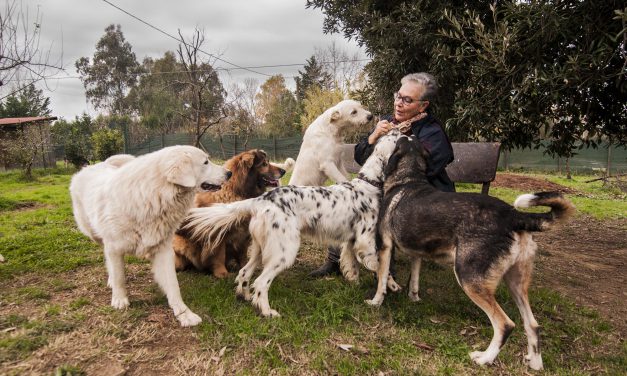 Protezione animali, la voce degli animali