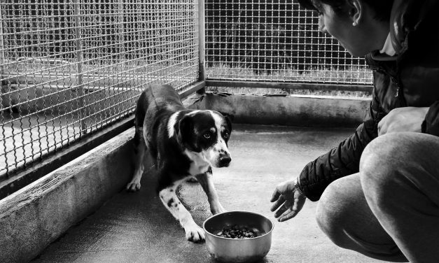 Accoglienza randagi, il miglior amico dell’uomo