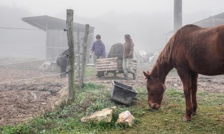 Italian Horse Protection