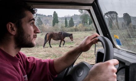 Italian Horse Protection