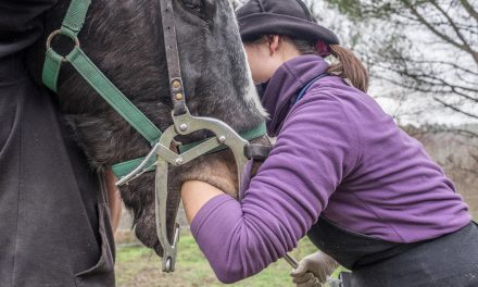 Italian Horse Protection