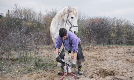 Italian Horse Protection