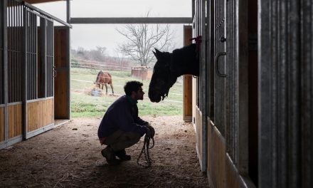 Italian Horse Protection