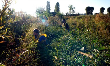 Volontariato ambientale, puliamo il mondo