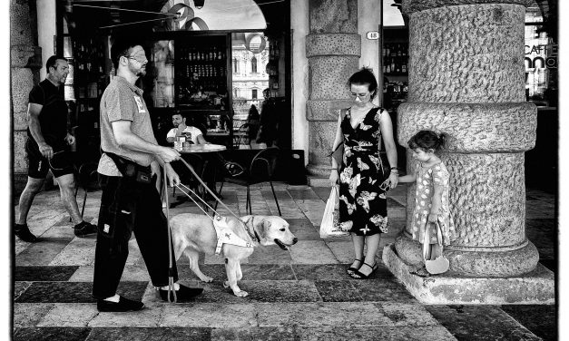 Addestramento cani guida, puppy walkers