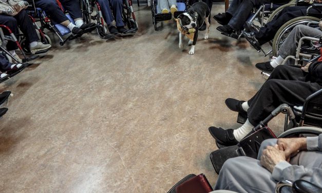 Pet therapy, cavalcando le disabilità