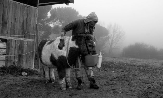 Protezione animali, HIP routine quotidiana