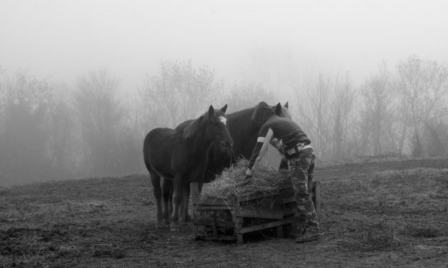 Protezione animali, HIP routine quotidiana