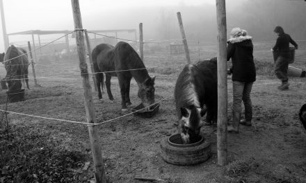 Protezione animali, HIP routine quotidiana