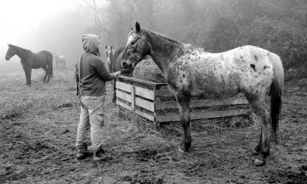 Protezione animali, HIP routine quotidiana